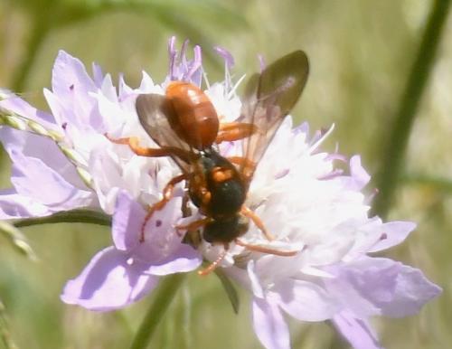Réf. 228 524 : Nomada sp.